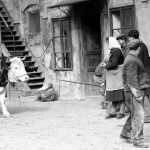 Svod krav v JZD Bechlín (okres Litoměřice) (Foto zdroj: Národní zemědělské muzeum)