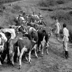 Fotografie z filmu „Zelené obzory“ (ČR 1962, režie: Ivo Novák)