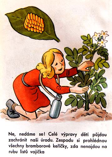 Z knihy: O zlém brouku bramborouku. O mandelince americké, která chce loupit z našich talířů (1950)